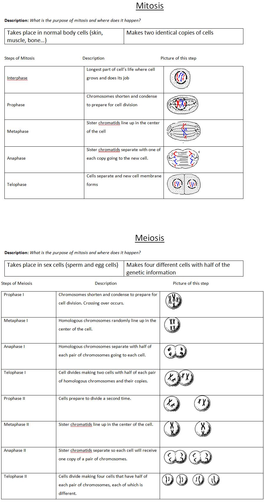 worksheet. Comparing Mitosis And Meiosis Worksheet Answers. Grass Fedjp